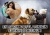 Hayatımızın içindeki dostlarımız hayvanlar